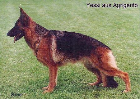 Yessi aus Agrigento | German Shepherd Dog 