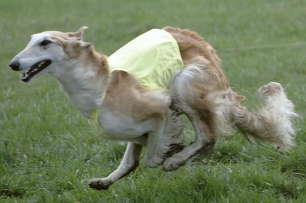 Velikaya Knyazhna Iz Kitez Grada | Borzoi 