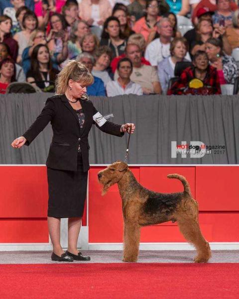 Jet Aire's Cosmic Discovery | Airedale Terrier 