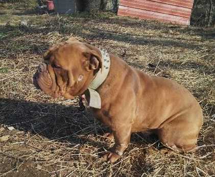 BuffaloCreek's/BKK's Primo | Olde English Bulldogge 