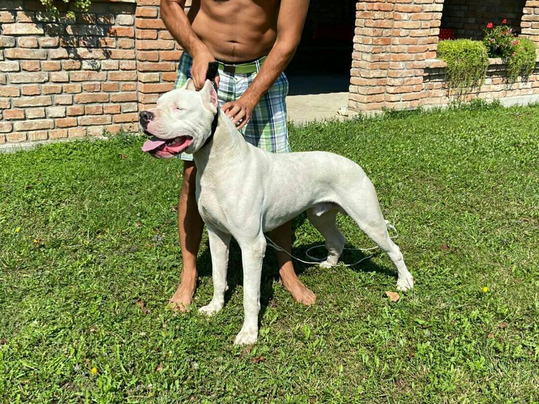 Chacual del Predador | Argentine Dogo 