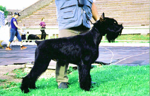 Grigus Rambo Junior | Giant Schnauzer 