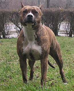 VICKY Sentinel | American Staffordshire Terrier 