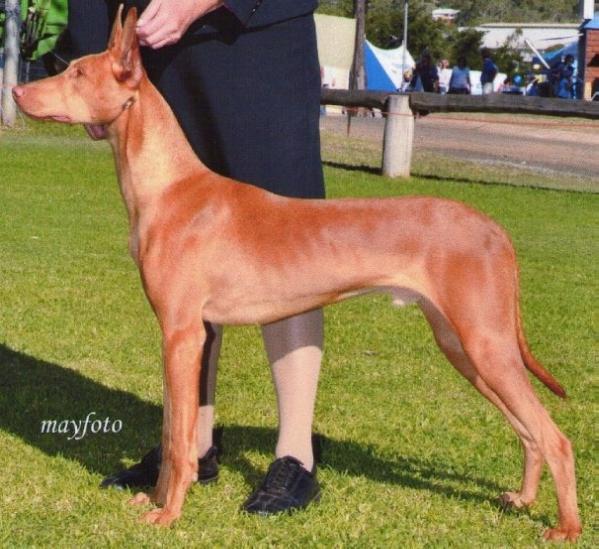 vicoridge Field Of magic | Pharaoh Hound 