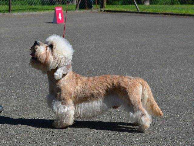 David Amabilisdandie | Dandie Dinmont Terrier 