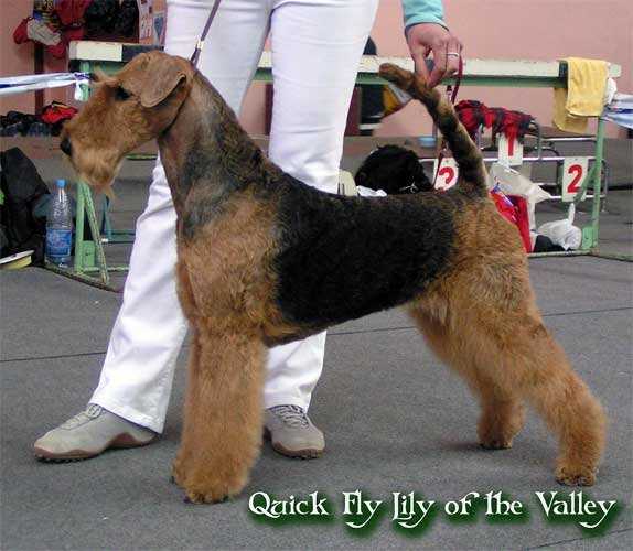 Quick Fly Lily of the Valley | Airedale Terrier 