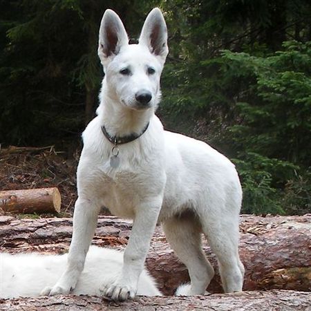 Akira Suisse Lucky Bunch | White Swiss Shepherd Dog 