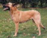 Shira (Dhr. E.L. Huisman, Geleen)( BRN 3203) | Belgian Malinois 