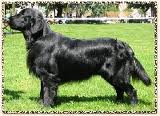 WAGGING TAILS THE MASTER | Flat-Coated Retriever 