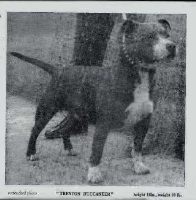 Cobalt Trenton Buccaneer | Staffordshire Bull Terrier 