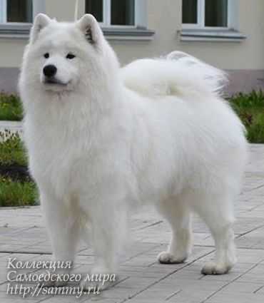 Belolakay Izyuminka | Samoyed 