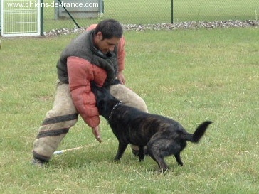 OSEE de la FUREUR de VIVRE | Dutch Shepherd 