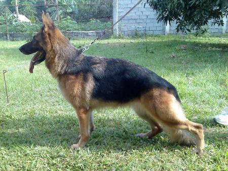 Alke vom Eilershof | German Shepherd Dog 