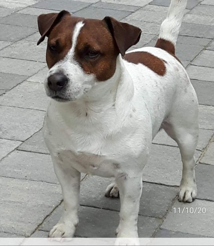 Tabarrino Frumos | Jack Russell Terrier 