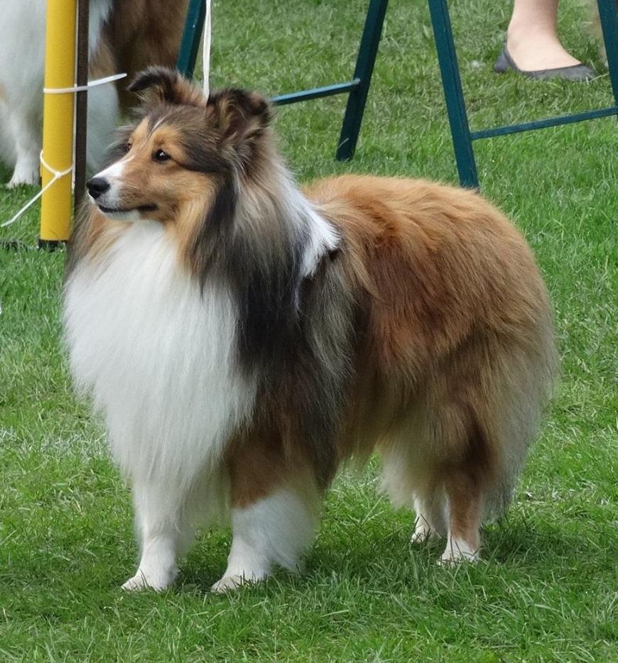 I'M LITTLE BLAZE LOHRIEN | Shetland Sheepdog 