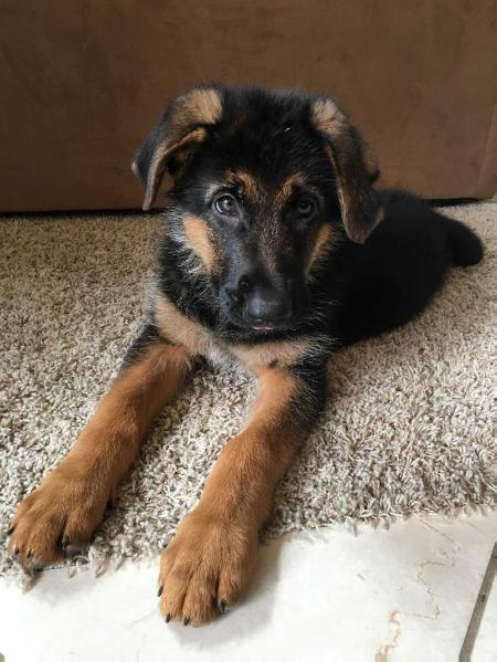 Preston vom Lebenstraum | German Shepherd Dog 