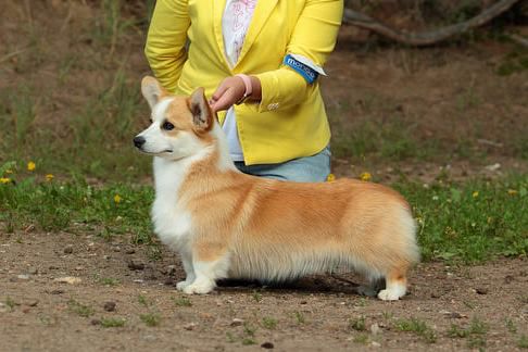 Kotomin's Flash Wind, nb | Pembroke Welsh Corgi 