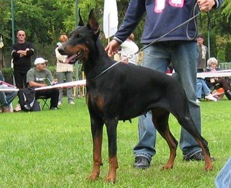 Damajanti di Modello | Black Doberman Pinscher