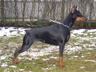 Andora v. Cobra | Black Doberman Pinscher