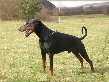 Ghandy v.d. Mooreiche | Black Doberman Pinscher