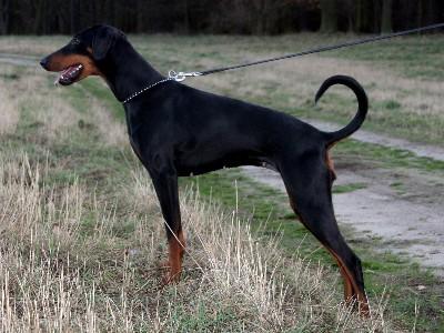 Estelle v. Erdburger Moor | Black Doberman Pinscher