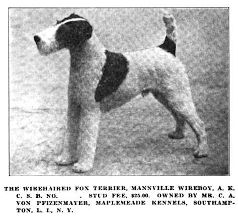 Mannville Wireboy | Wire Fox Terrier 