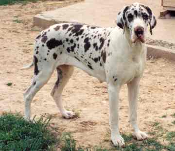 Perlane Dog Lome | Great Dane 