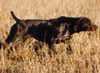 Shooting Starr's Hustln Haily | German Shorthaired Pointer 