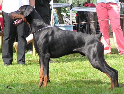 Ir Gold Micer | Black Doberman Pinscher