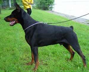 Tex v. Dunav Stam | Black Doberman Pinscher