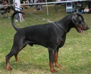 High-Tech v. Hunnoterra | Black Doberman Pinscher