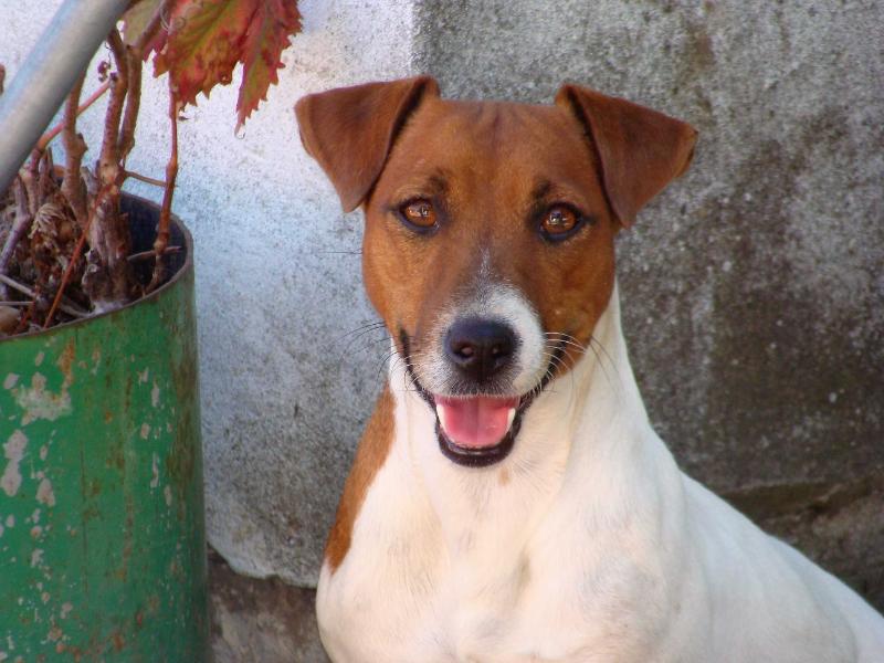 Crazy Crys Kombat QUEEN | Jack Russell Terrier 