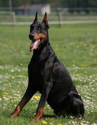 Quentin v. Weser-Ems | Black Doberman Pinscher