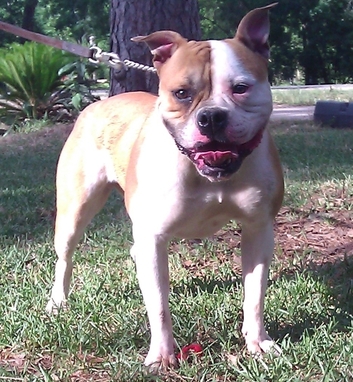 Aztec Bullyz Faith | American Bulldog 