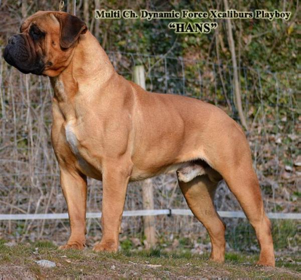 Dynamic Force Xcaliburs Playboy | Bullmastiff 