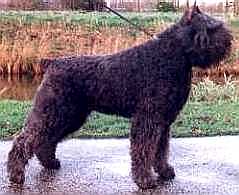 Roxy Katoes v.d. Beukhoeve | Bouvier des Flandres 