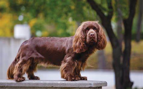 Sussex Spaniel