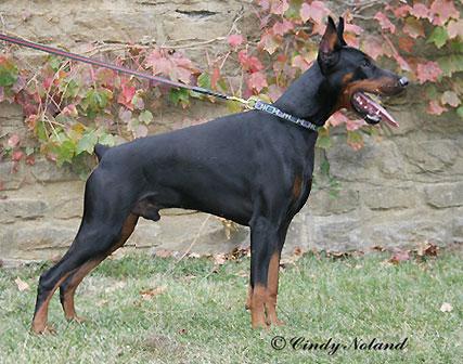 Gem'Givveeon Hot Guy | Black Doberman Pinscher