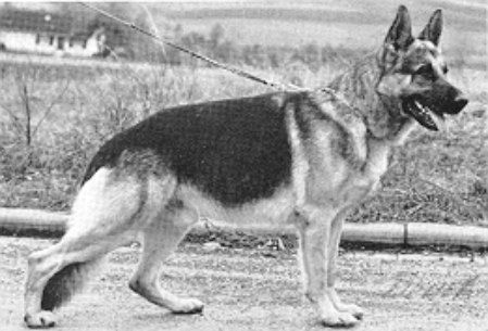 Olaf van het Altena's Land | German Shepherd Dog 