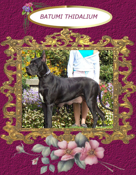 Batumi Thidalium | Great Dane 