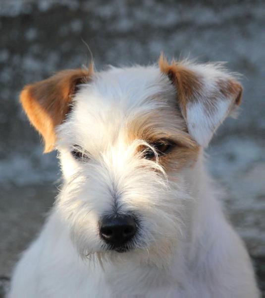 Eve Fleur ANVIK | Jack Russell Terrier 