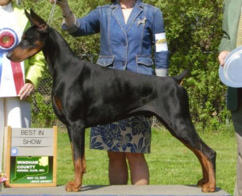 Dabney's Phenomenon | Black Doberman Pinscher