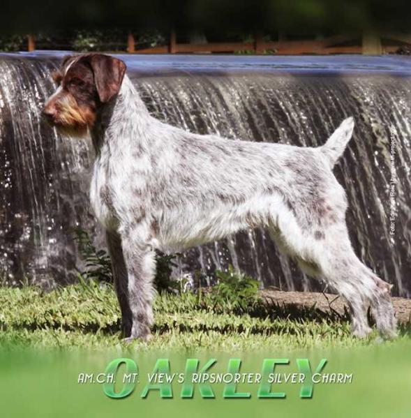 Mt View's Ripsnorter Silver Charm | German Wirehaired Pointer 