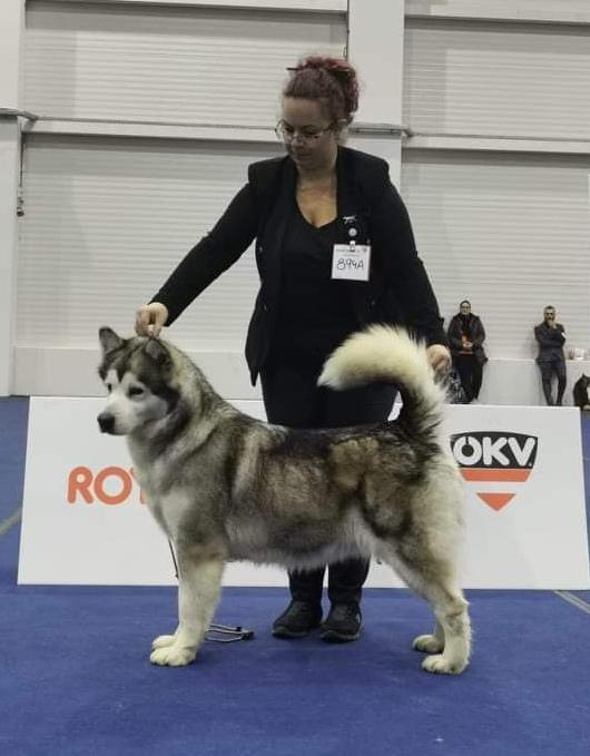 KURJAK V. KONCHITA | Alaskan Malamute 