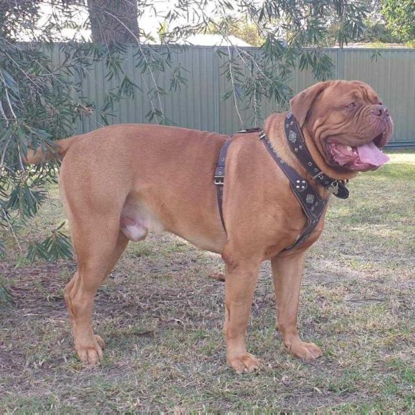 Taureauxroug Dragon N Th Wolf | Dogue de Bordeaux 