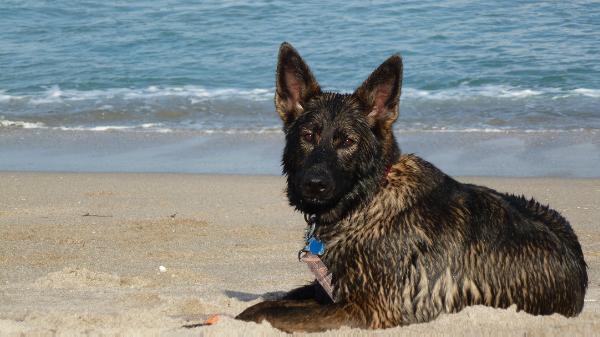 Basha vom Eisenberg | German Shepherd Dog 