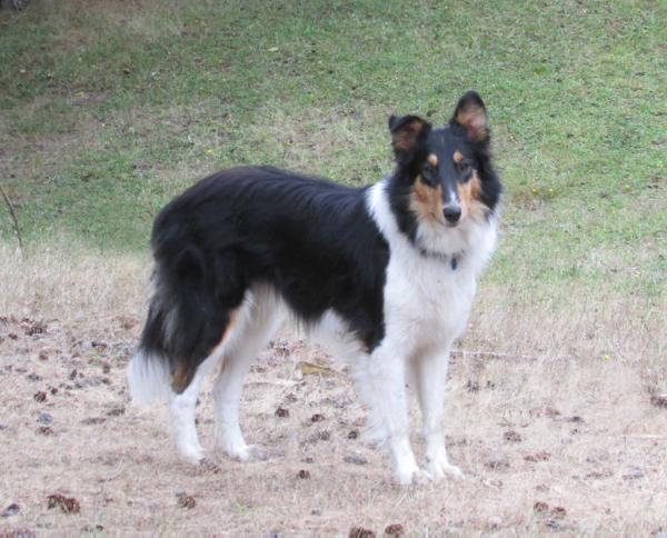 Widdershins High Pockets | Rough Collie 