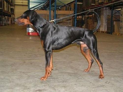 Nightwish Aragorn | Black Doberman Pinscher