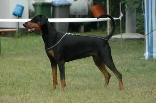 Nightwish Ayscha | Black Doberman Pinscher