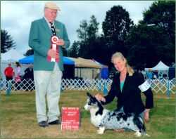 Coedwig's Silver Lynx | Cardigan Welsh Corgi 